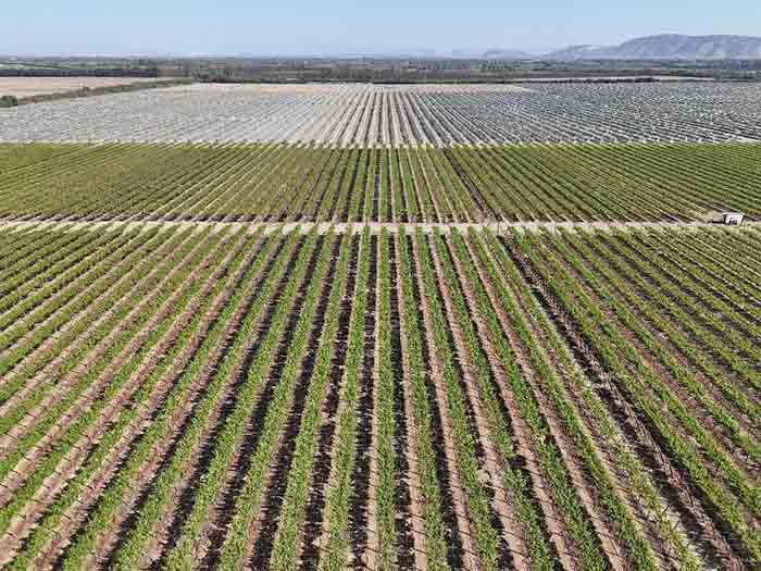 Las frutas de la sed: el negocio que agota el agua de Ica para exportar al mundo